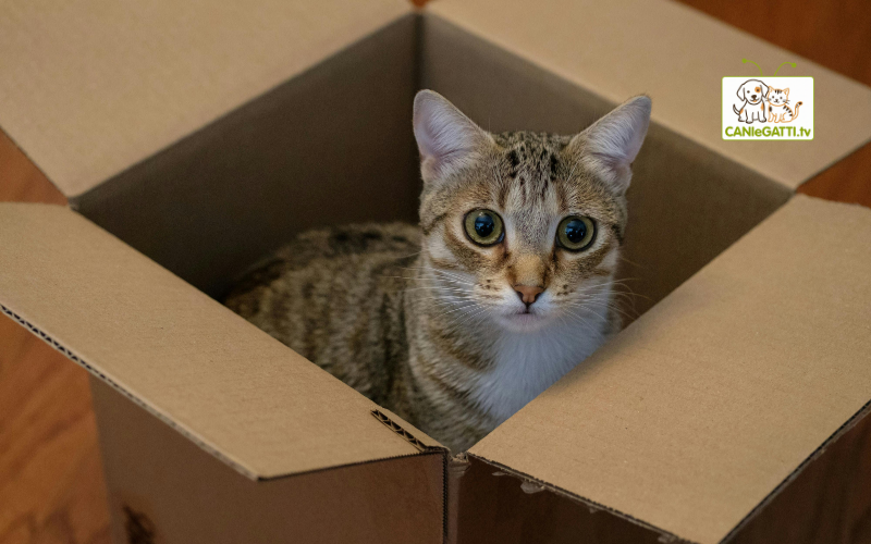 giochi per gatti in cartone