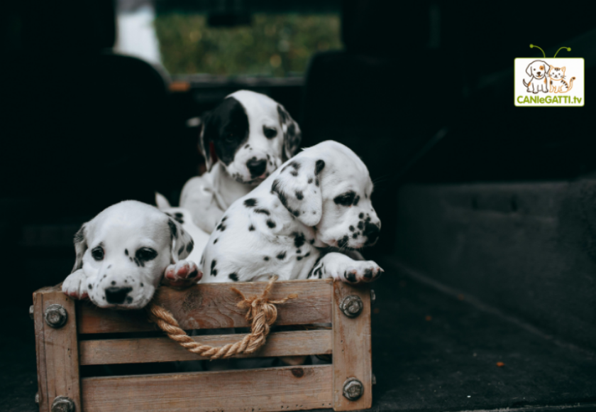 giornata mondiale animali domestici