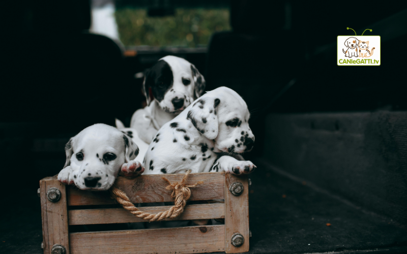 giornata mondiale animali domestici