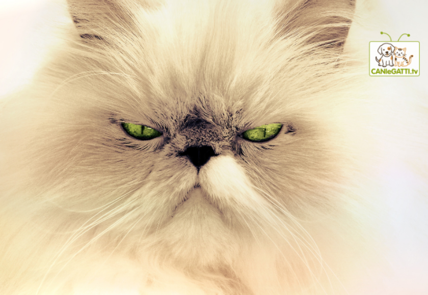 gatto che morde e graffia