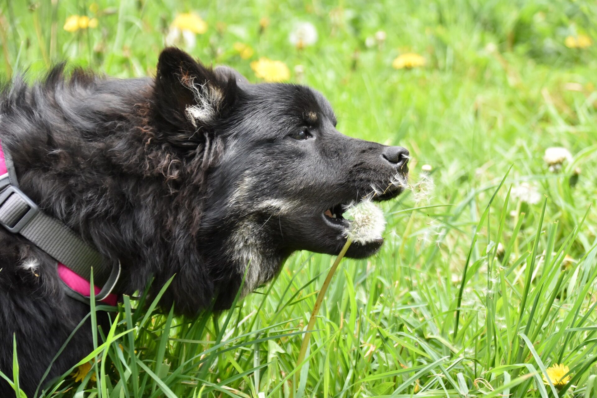 jaclou-dl-dog-5105379_1920