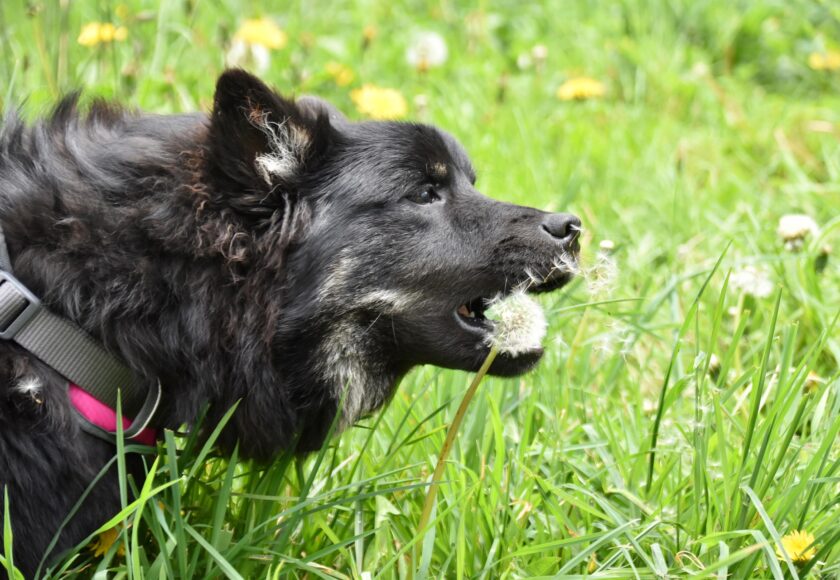 jaclou-dl-dog-5105379_1920