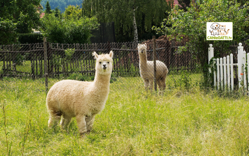 pet therapy alpaca