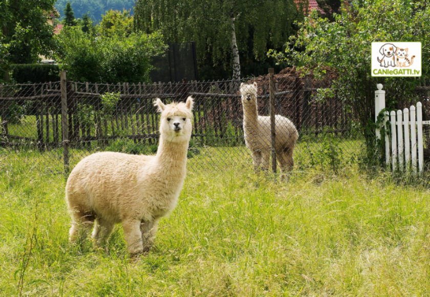 pet therapy alpaca