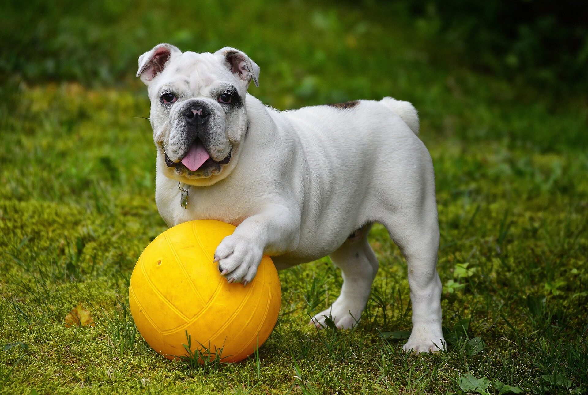 pixabay-alainaudet-english-bulldog-562723_1920