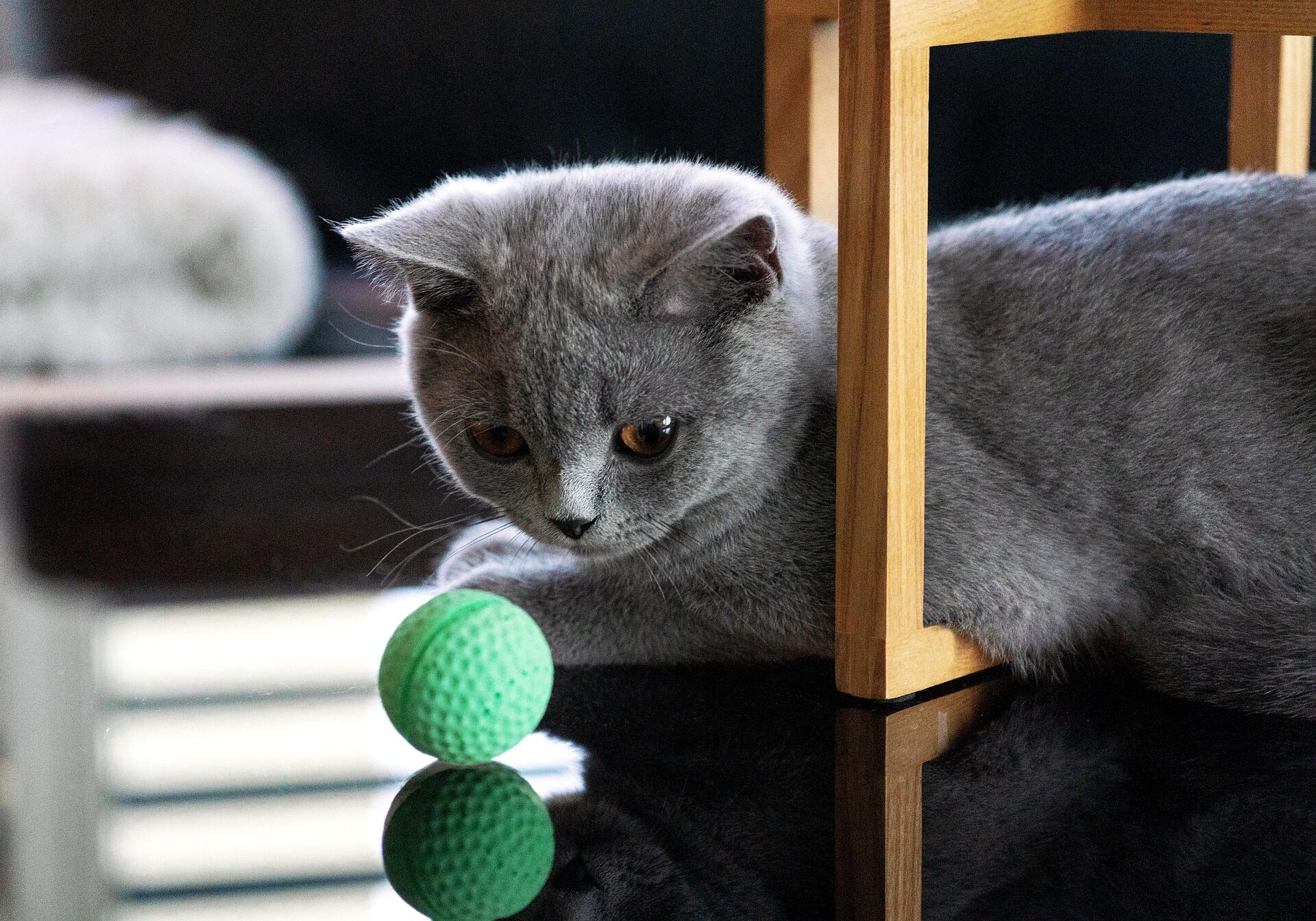 pixabay-sherwood-cats-4068185_1920