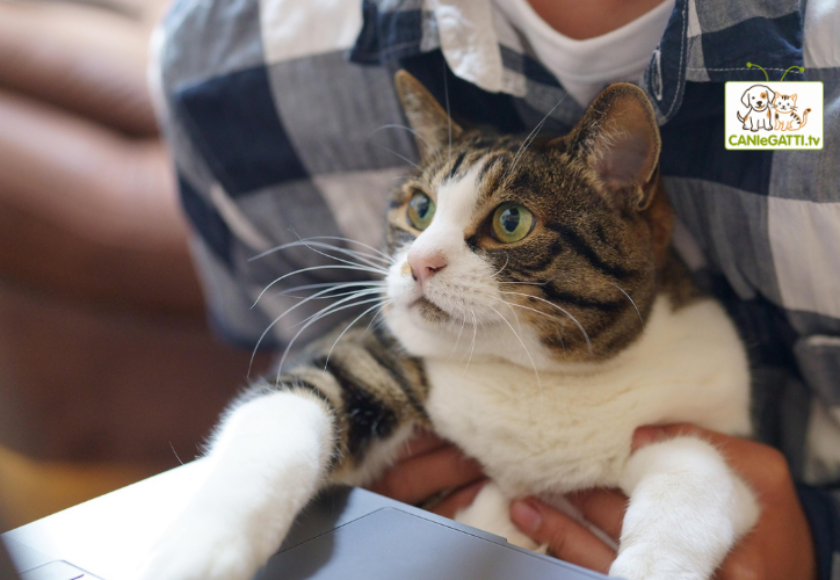regali gatti