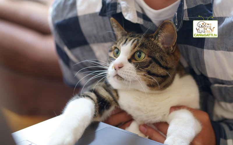 regali gatti