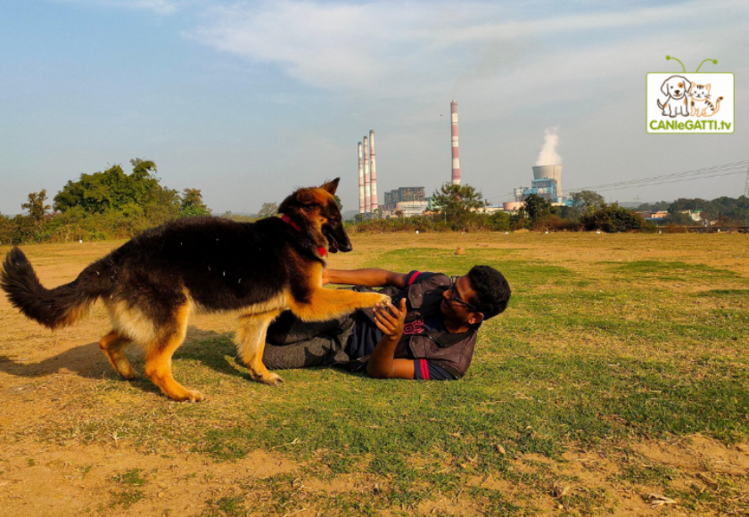 addestramento lavoro cane