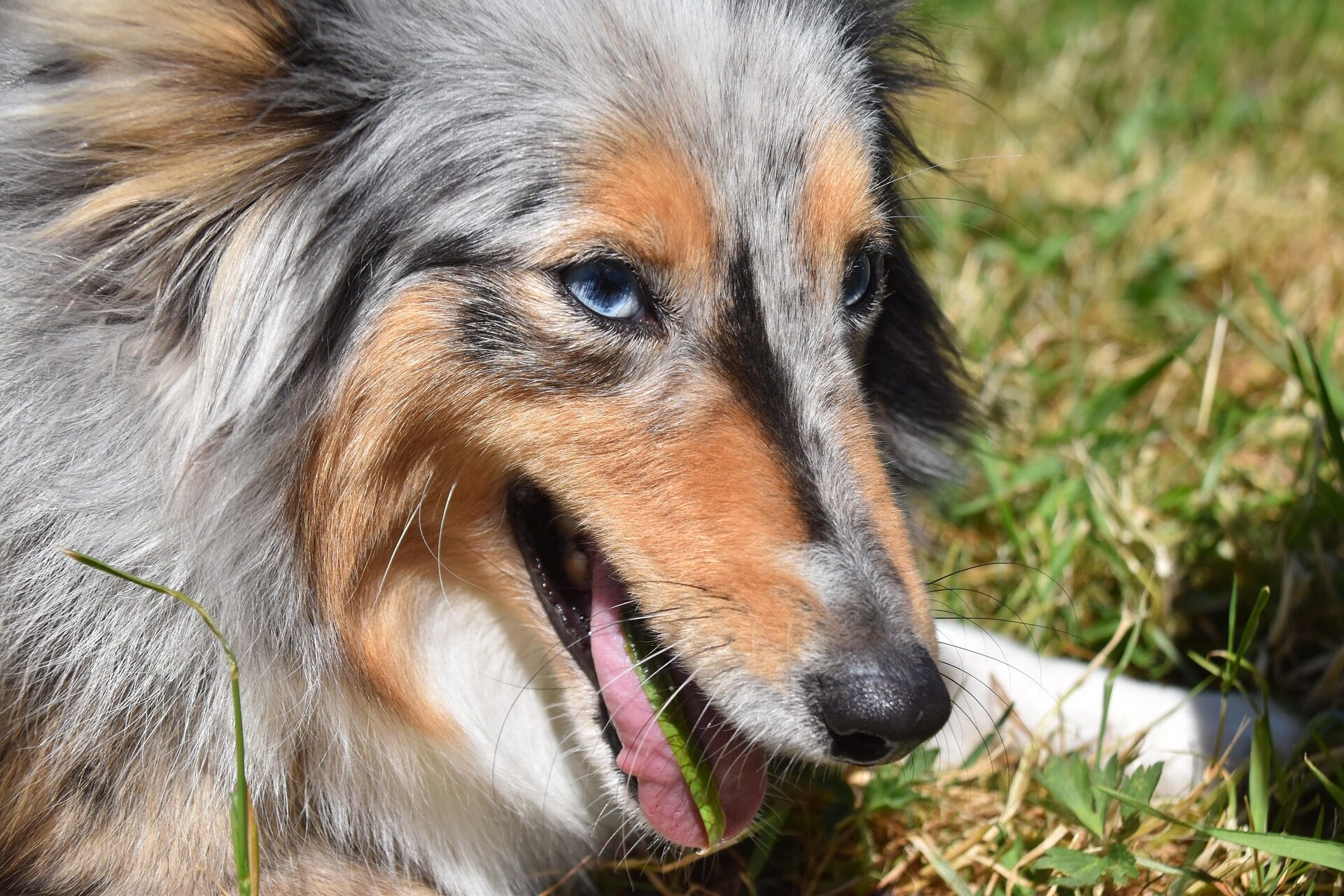 pixabay-jaclou-dl-dog-shetland-sheepdog-5238293_1920